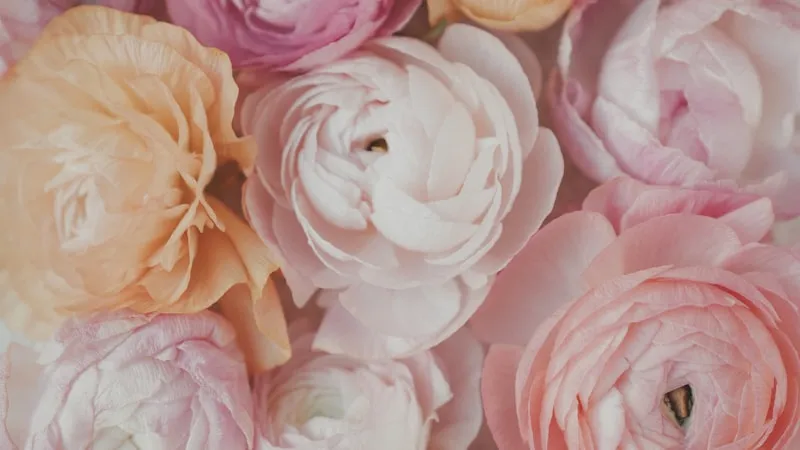 Bløde blomster — blid og feminin stemning